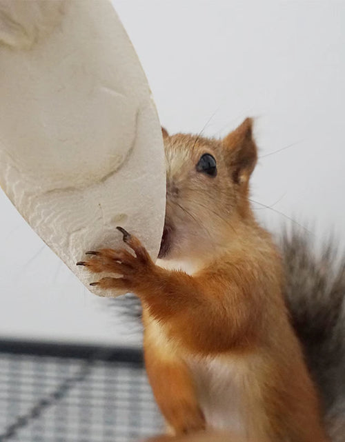 Load image into Gallery viewer, Cuttlefish Bone Natural Cuttlebone Parrot Chew Toys Parrot Calcium Supplements for Bird Cockatiel Parakeet Parrot